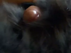 زرق و برق دار کسیدی  ...